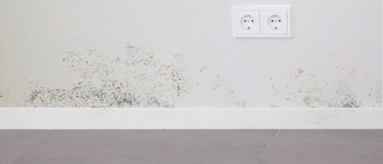 How to get rid of mould on walls