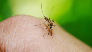 Que faire contre les moustiques