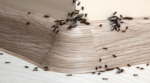 Mieren Bestrijden In Huis | Wat Te Doen Tegen Mieren?