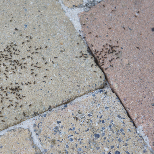 HGX contre les fourmis