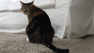 Enlever l'odeur d'urine de chat