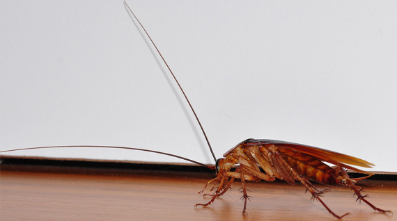 Kakkerlakken Bestrijden | Wat Te Doen Tegen Kakkerlakken In Huis?