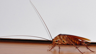 Kakkerlakken Bestrijden 01