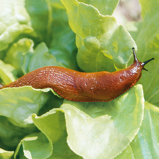 HGX korrels tegen slakken