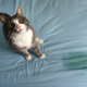 HG geurverwijderaar extreem sterk voor katten
