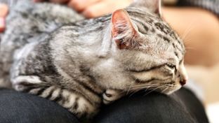 Kattenhaar verwijderen