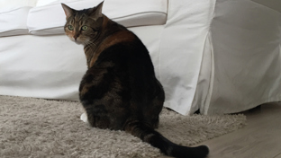 How to remove smell of cat pee