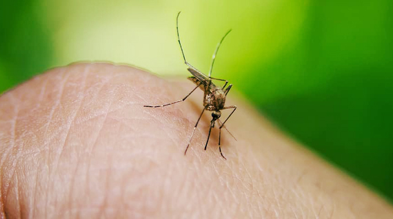 te doen tegen muggen in de slaapkamer? 7 tips