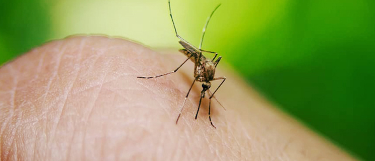 Wat te doen tegen muggen