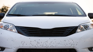Insecten Verwijderen Auto (3)