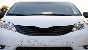 Insecten verwijderen auto
