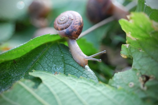 Insectenverdelger voor alle soorten ongewenst ongedierte