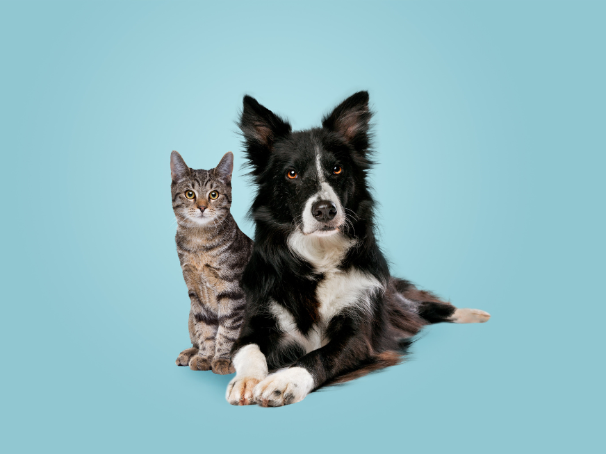 Desktop Projectfoto Pet 872 X 654 Px 3