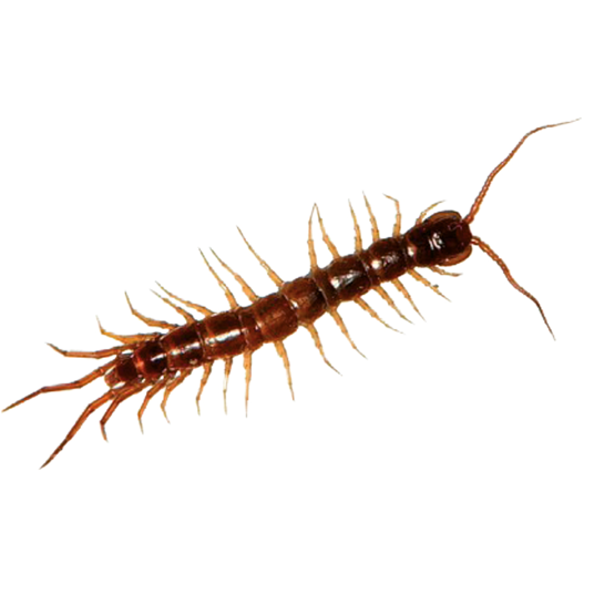 HGX tegen kruipend ongedierte