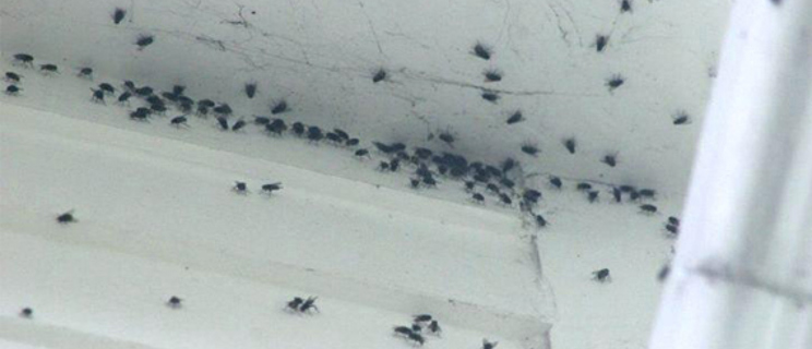 Insecten & ongedierte bestrijden