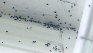Insecten & ongedierte bestrijden