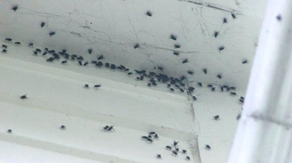 Maison infestée de mouches : que faire ?, EDN