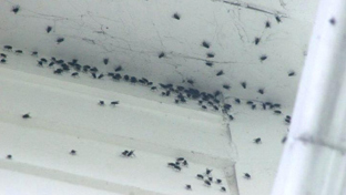 Lutter contre les mouches dans la maison