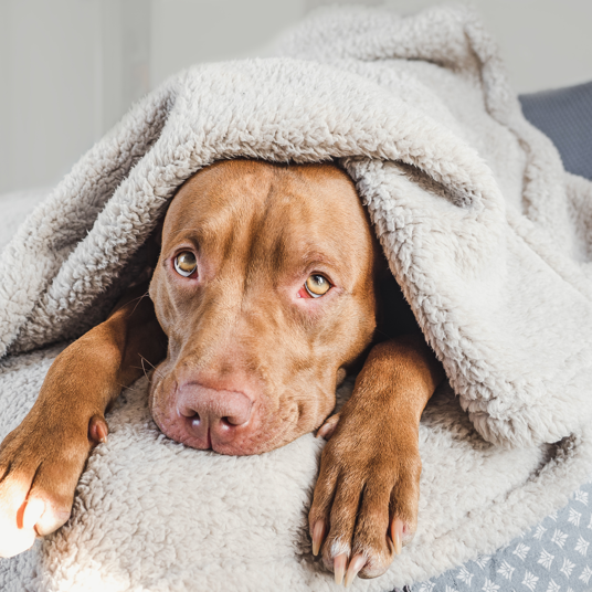 HG hair dissolver for pet hairs