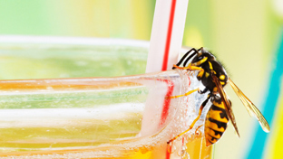 Lutter contre les insectes et les nuisibles