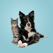 Animaux