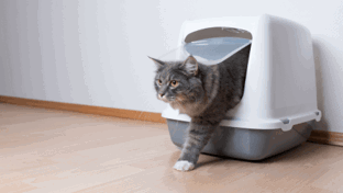 How to stop cat litter from smelling
