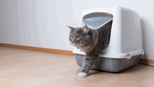 Kattenbak stinkt