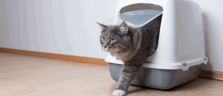 How to stop cat litter from smelling
