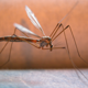 HGX Spray gegen Mücken und Fliegen