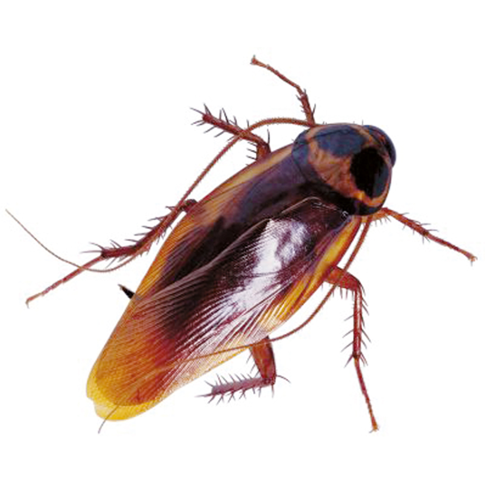 HGX kruipend ongedierte